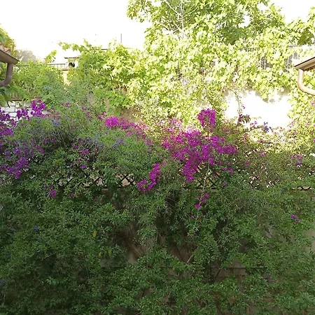 Janas Baunei